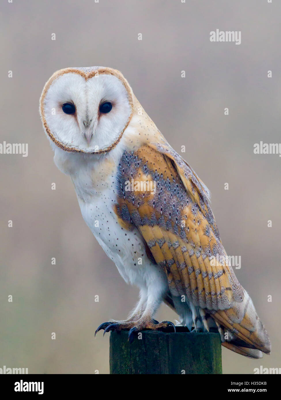Il barbagianni (Tyto alba), riposo arroccato su una banchina di un moncone di legno, Norfolk, Inghilterra, Regno Unito Foto Stock