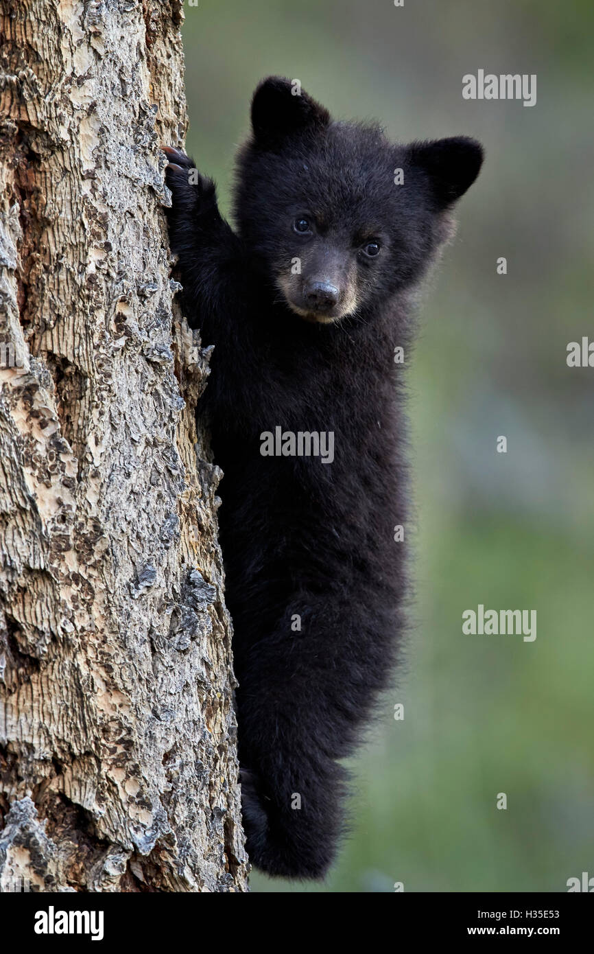 Black Bear (Ursus americanus) cub dell'anno o la molla cub di arrampicarsi su un albero, il Parco Nazionale di Yellowstone, Wyoming USA Foto Stock