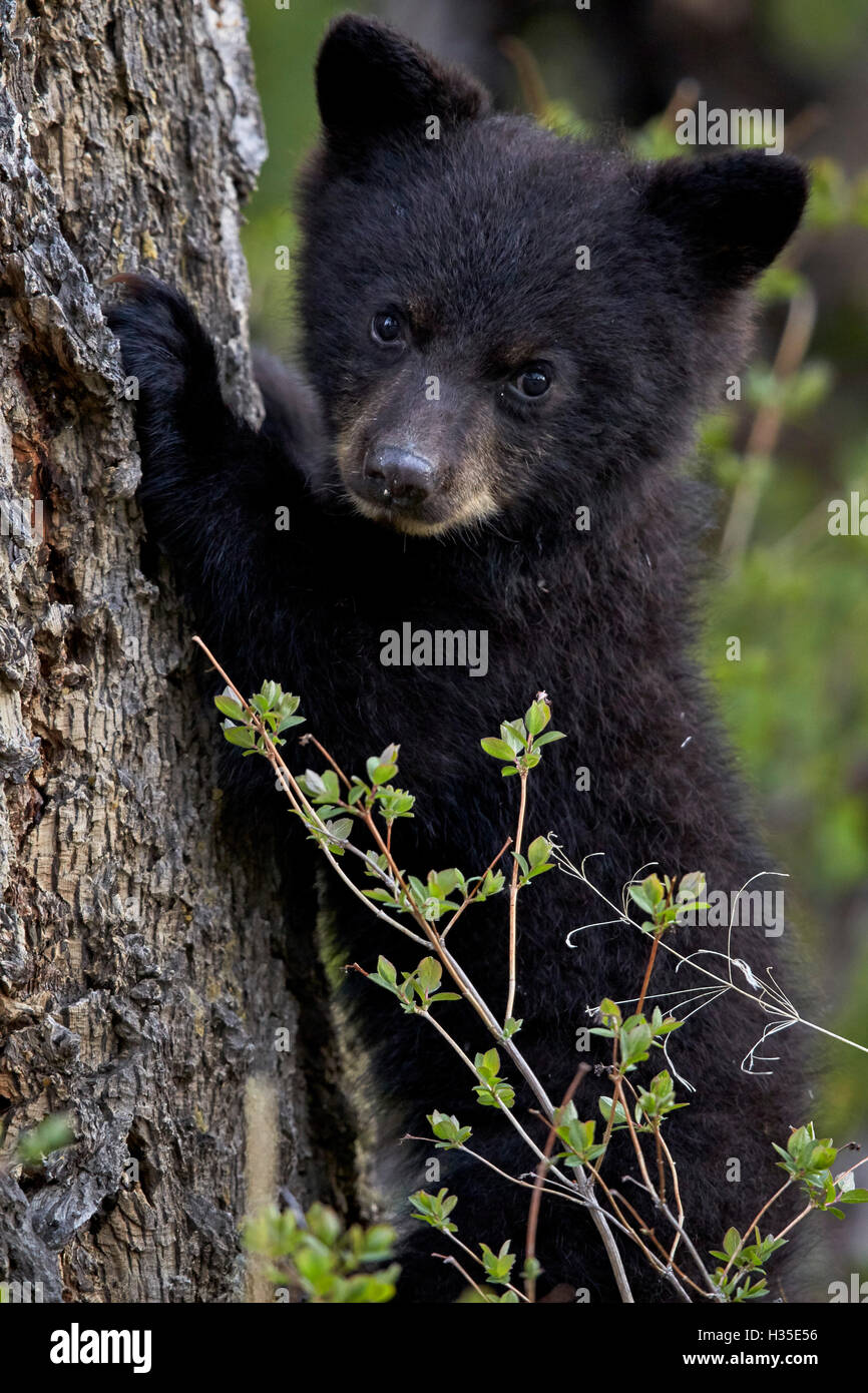 Black Bear (Ursus americanus) cub dell'anno o la molla cub, il Parco Nazionale di Yellowstone, Wyoming USA Foto Stock