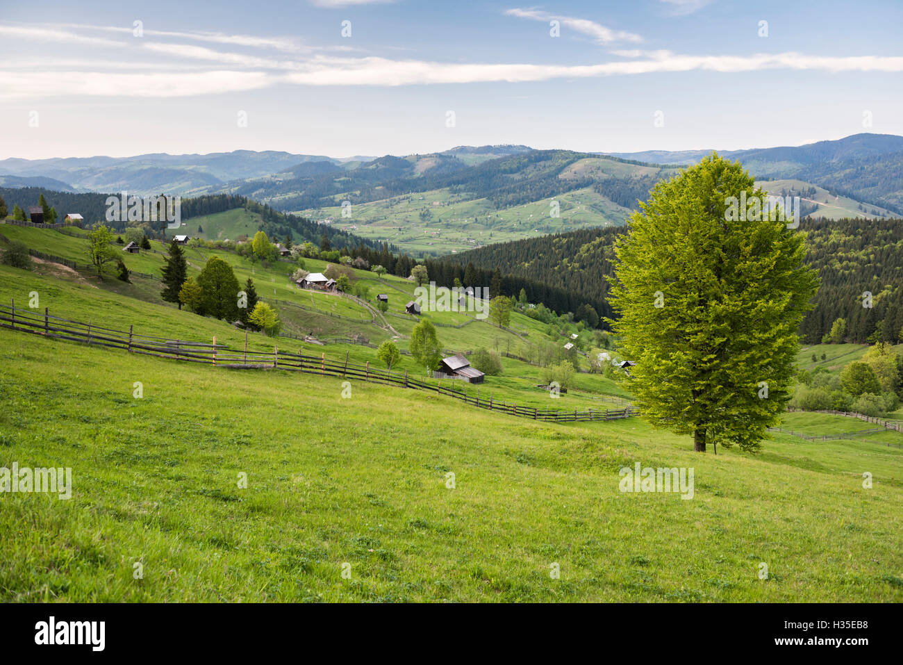 Regione Bukovina (Bucovina) paesaggio di Paltinu, Romania Foto Stock