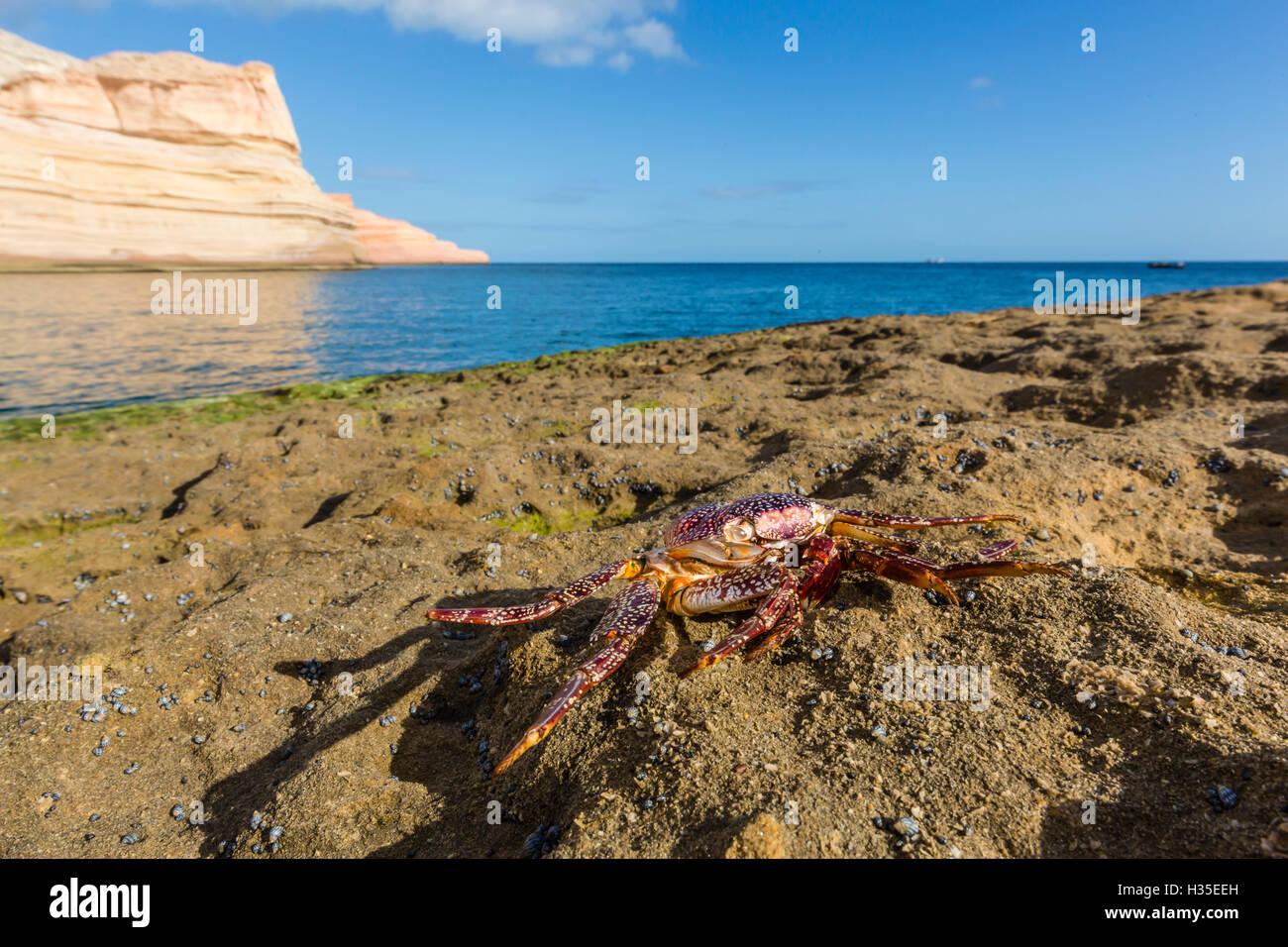 Sally lightfoot crab (Grapsus grapsus), moulted esoscheletro a Punta Colorado, Baja California Sur, Messico Foto Stock