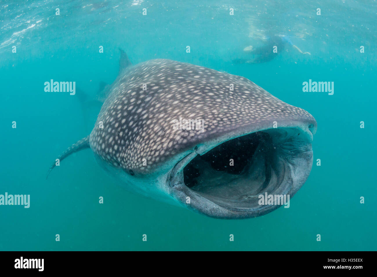 Squalo balena (Rhincodon typus) subacquei con snorkeling off El Mogote, vicino a La Paz, Baja California Sur, Messico Foto Stock