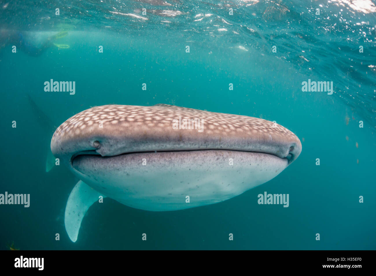 Squalo balena (Rhincodon typus,) filtro alimentazione off subacquea El Mogote, vicino a La Paz, Baja California Sur, Messico Foto Stock
