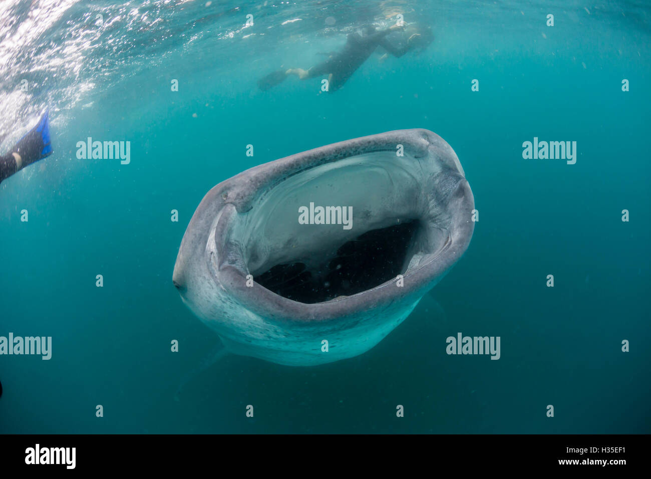 Squalo balena (Rhincodon typus), subacquea con snorkeling off El Mogote, vicino a La Paz, Baja California Sur, Messico Foto Stock