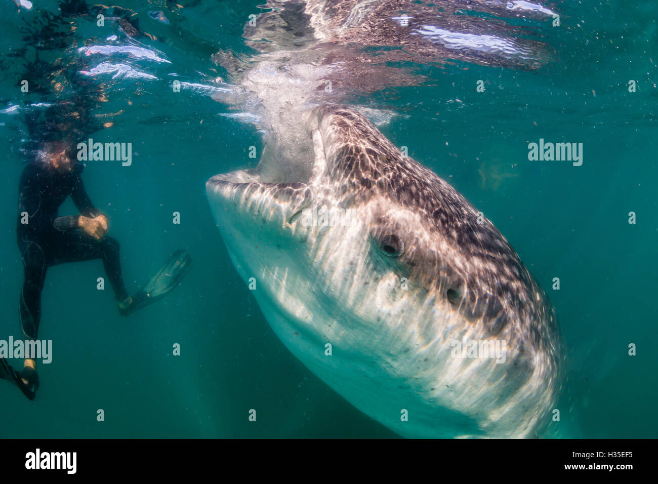 Squalo balena (Rhincodon typus) subacquei con snorkeling off El Mogote, vicino a La Paz, Baja California Sur, Messico Foto Stock