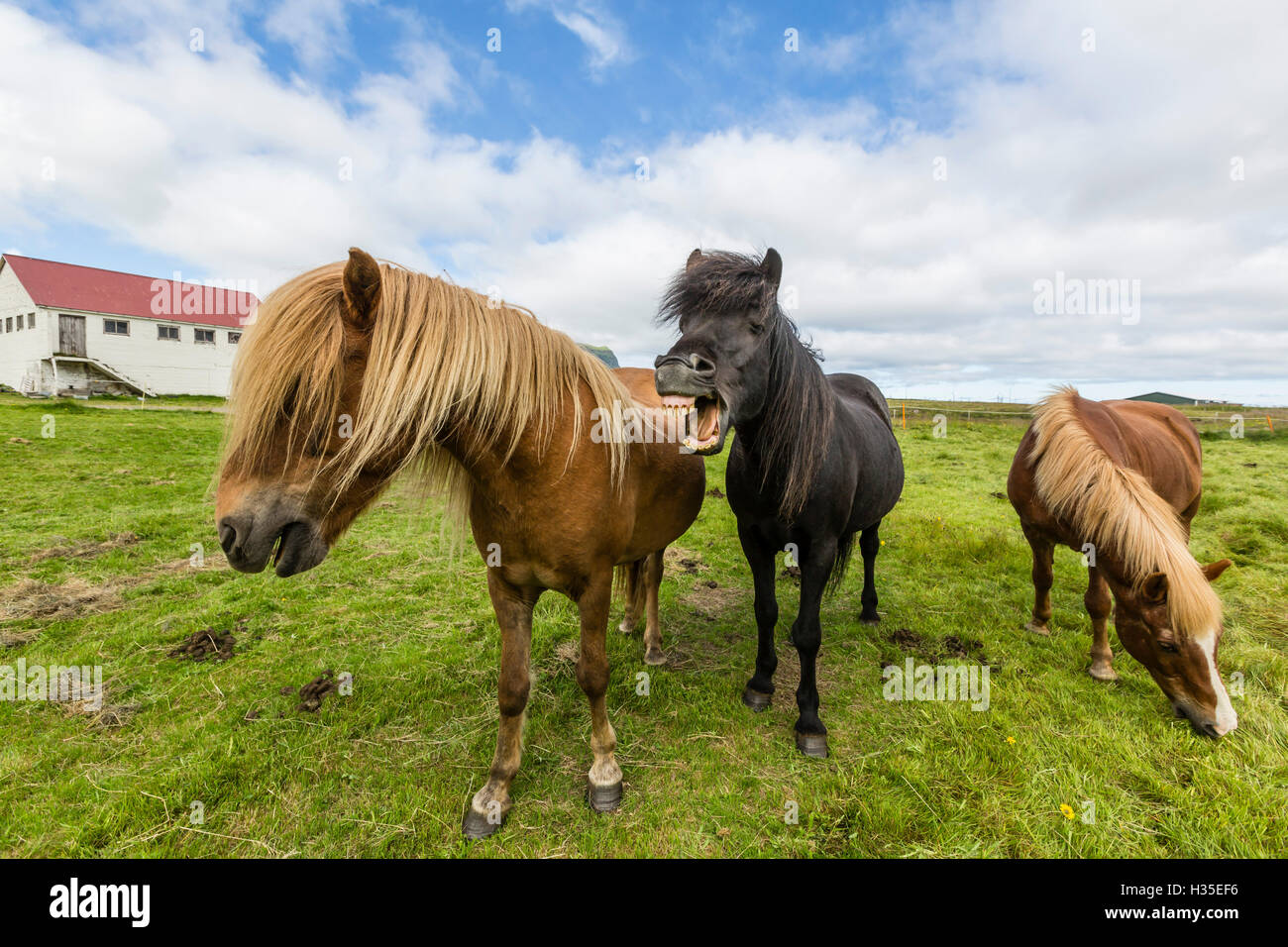 Adulti cavalli islandesi (Equus caballus ferus), una fattoria sulla penisola Snaefellsnes, Islanda, regioni polari Foto Stock
