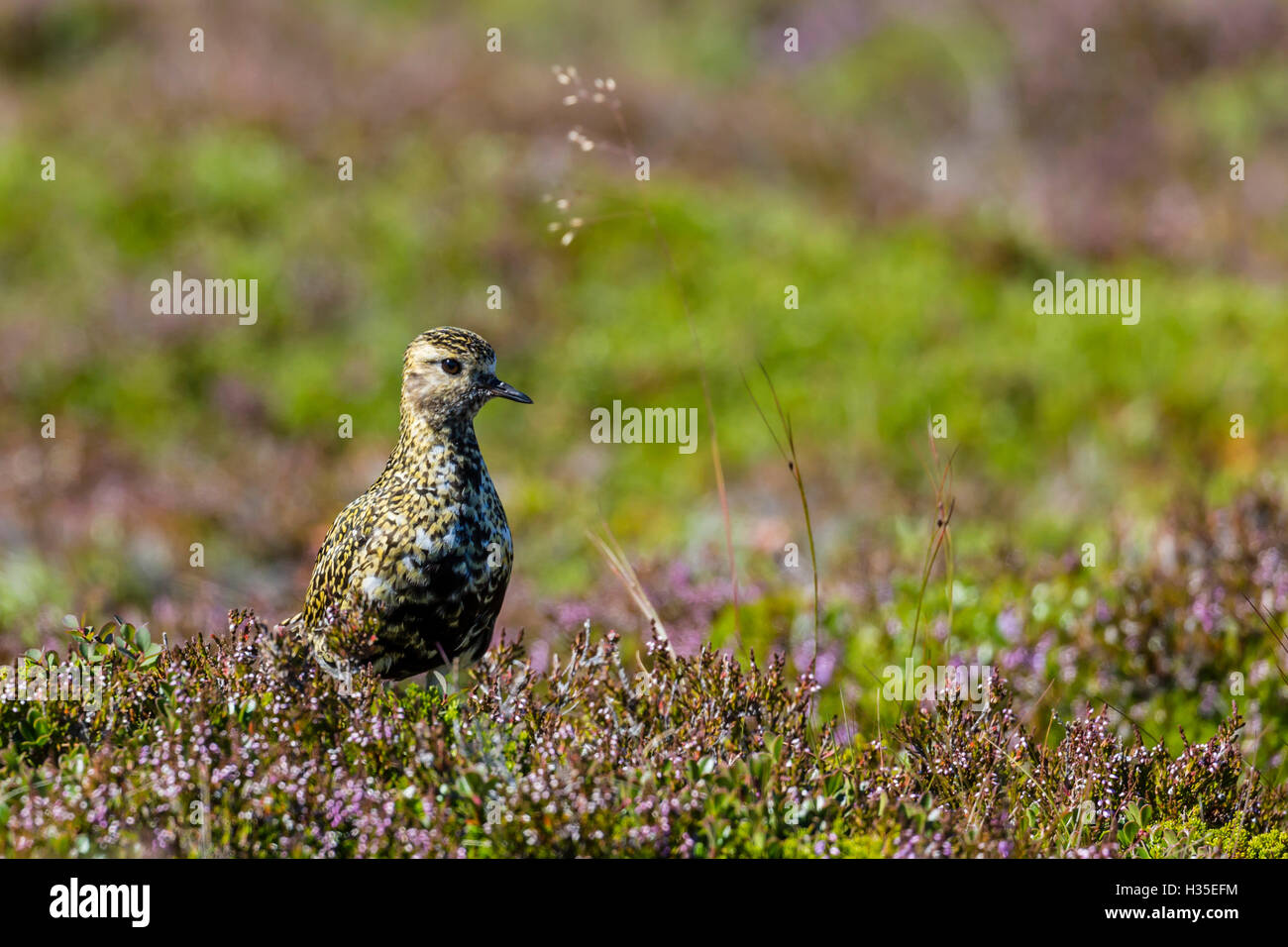 Un adulto Eurasian golden plover (Pluvialis apricaria), vicino Eldborg cratere vulcanico, Islanda, regioni polari Foto Stock
