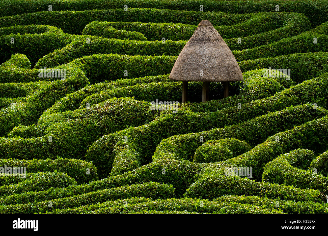 Un labirinto in giardino Glendurgan sulla penisola di Lizard in Cornovaglia, England, Regno Unito Foto Stock