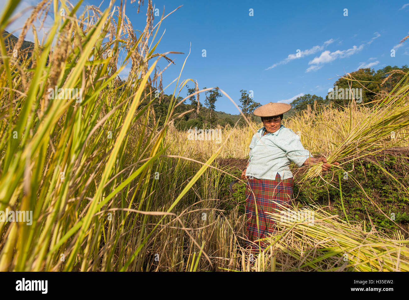 Una donna di raccolti di riso in oriente Bhutan vicino a Mongar, Bhutan Foto Stock
