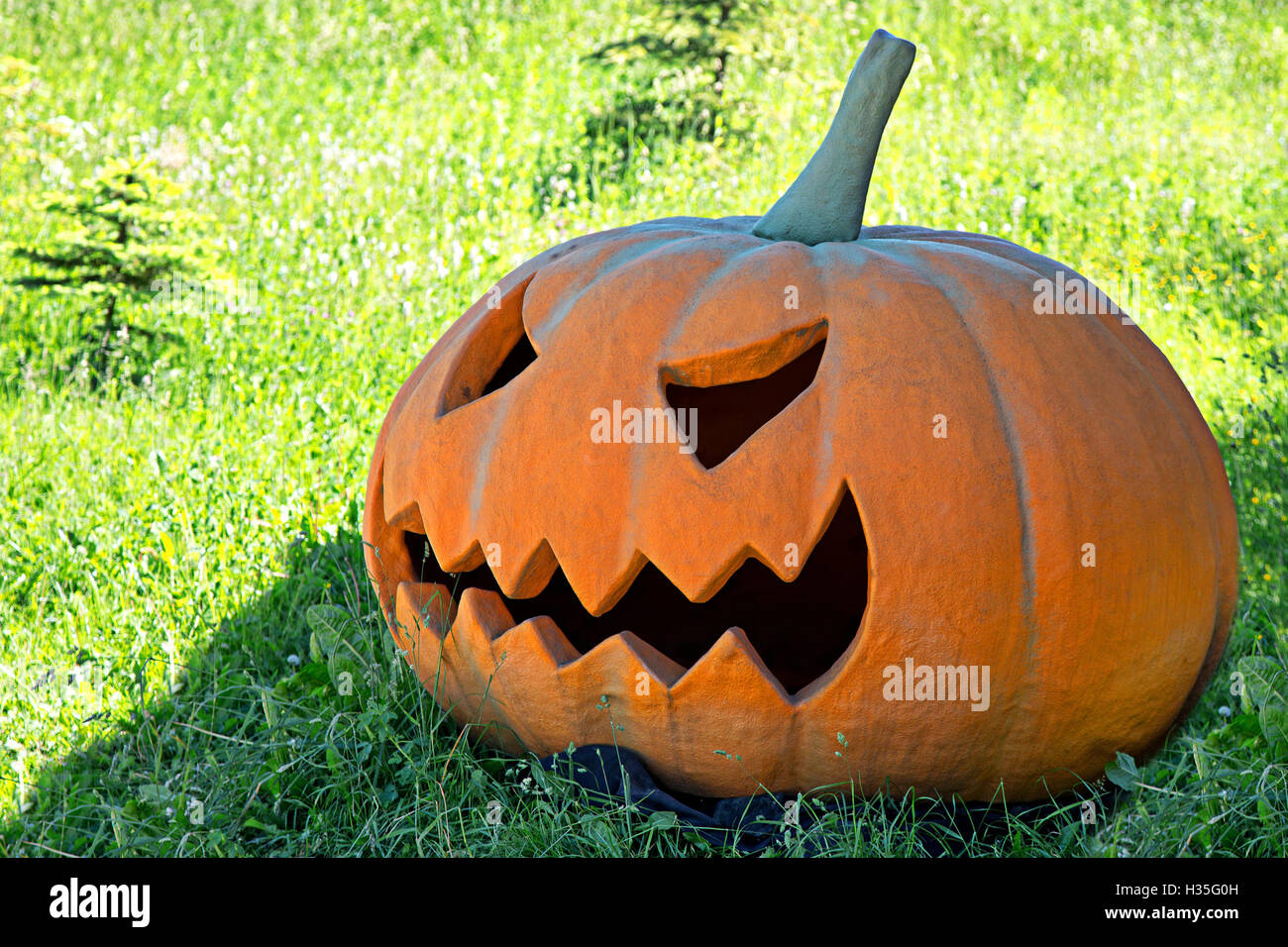 Zucca di Halloween in una radura Foto Stock