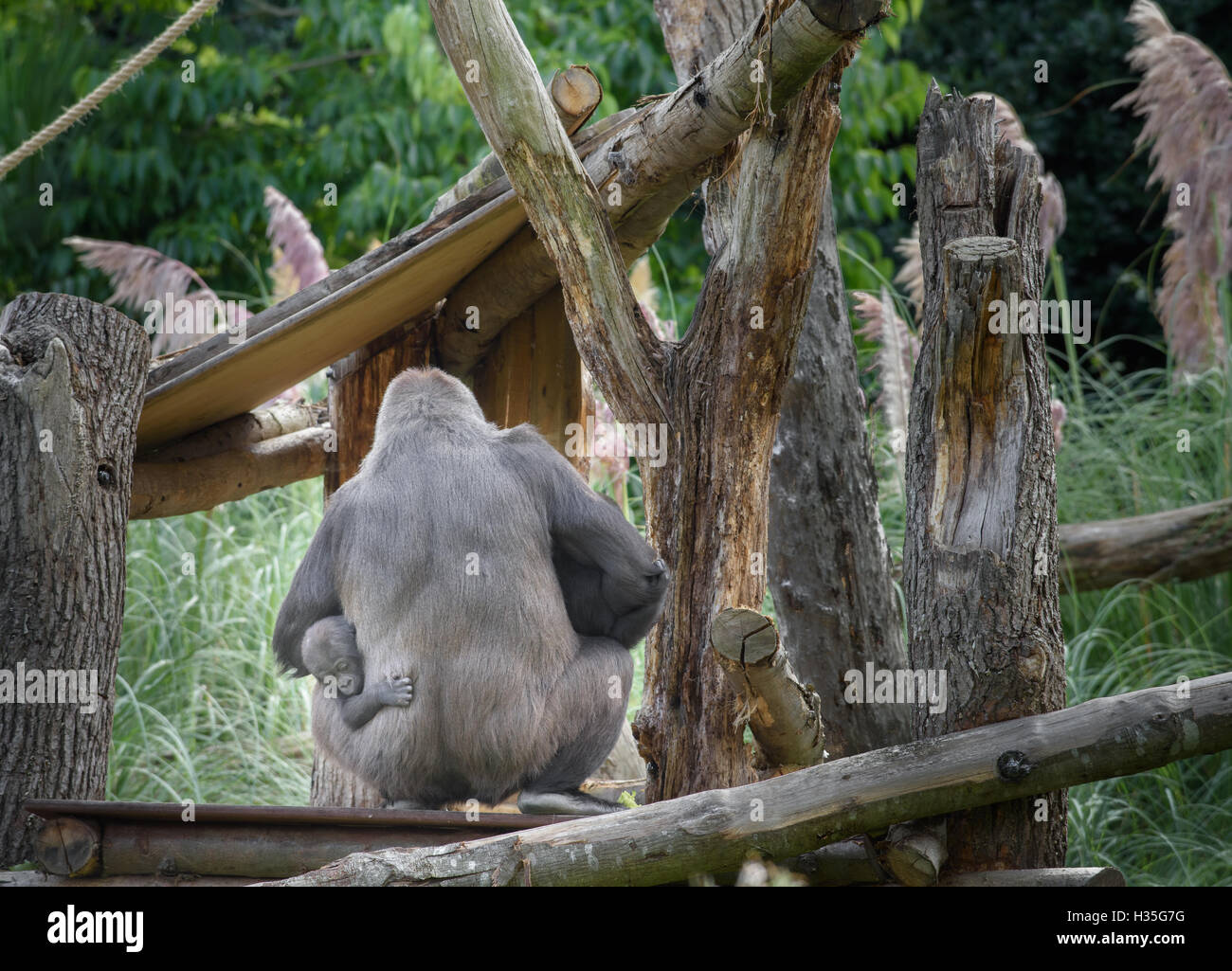 I gorilla a Londra (Regent's Park Zoo). Foto Stock