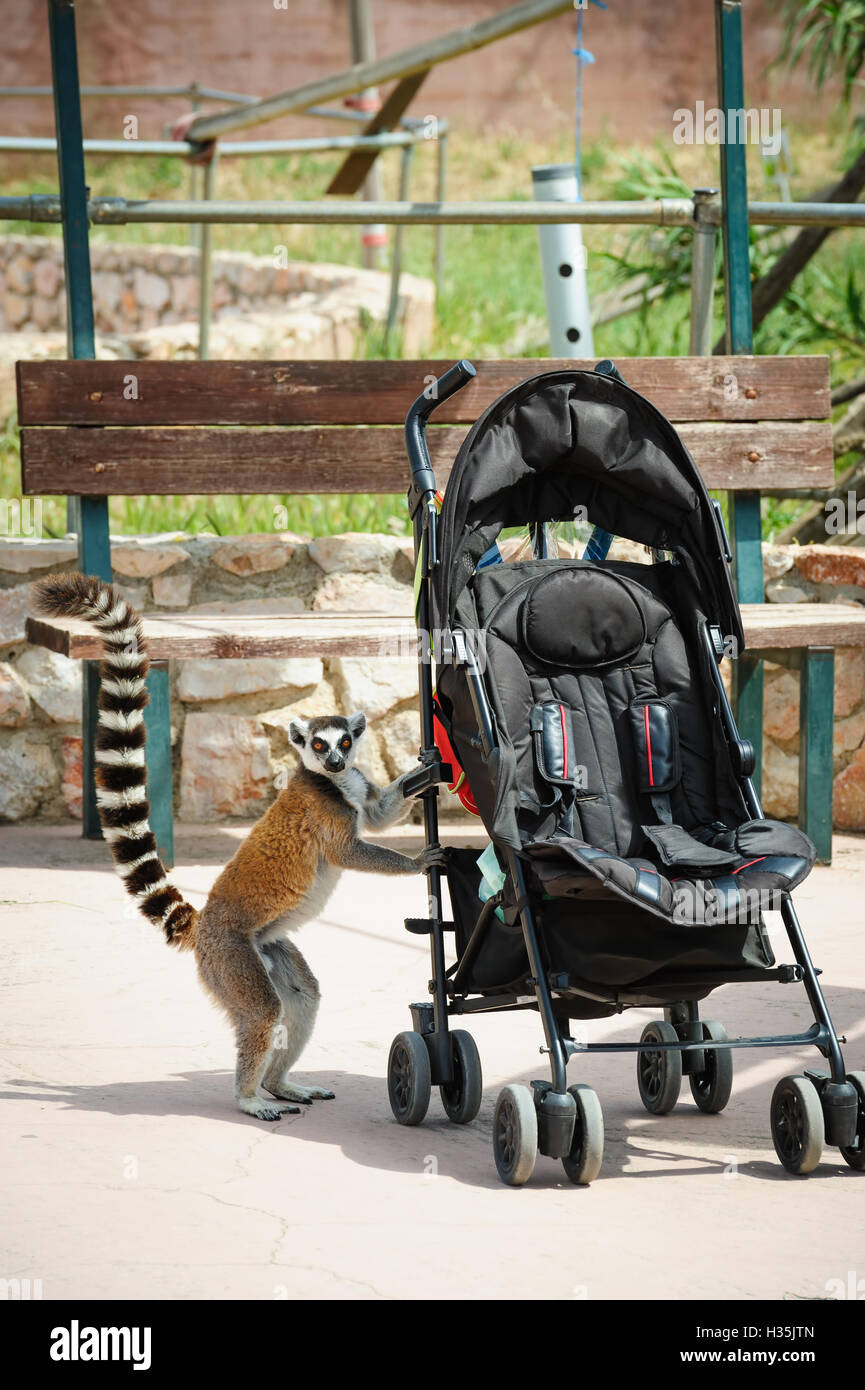 Curioso anello-tailed Lemur Foto Stock