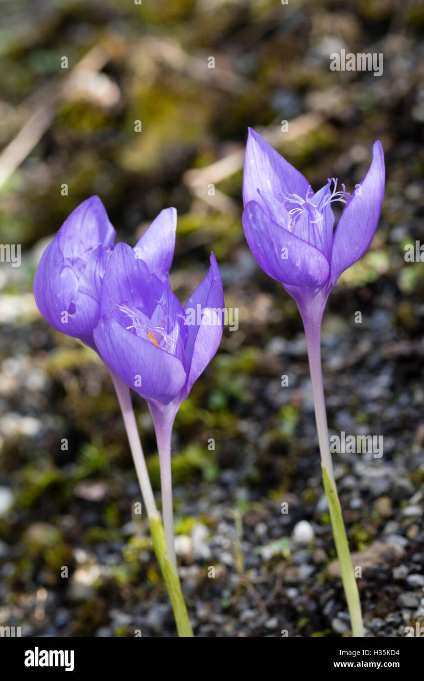 Blu pallido fiori della fioritura autunnale Crocus banaticus, mostrando il distintivo stami filamentosi Foto Stock
