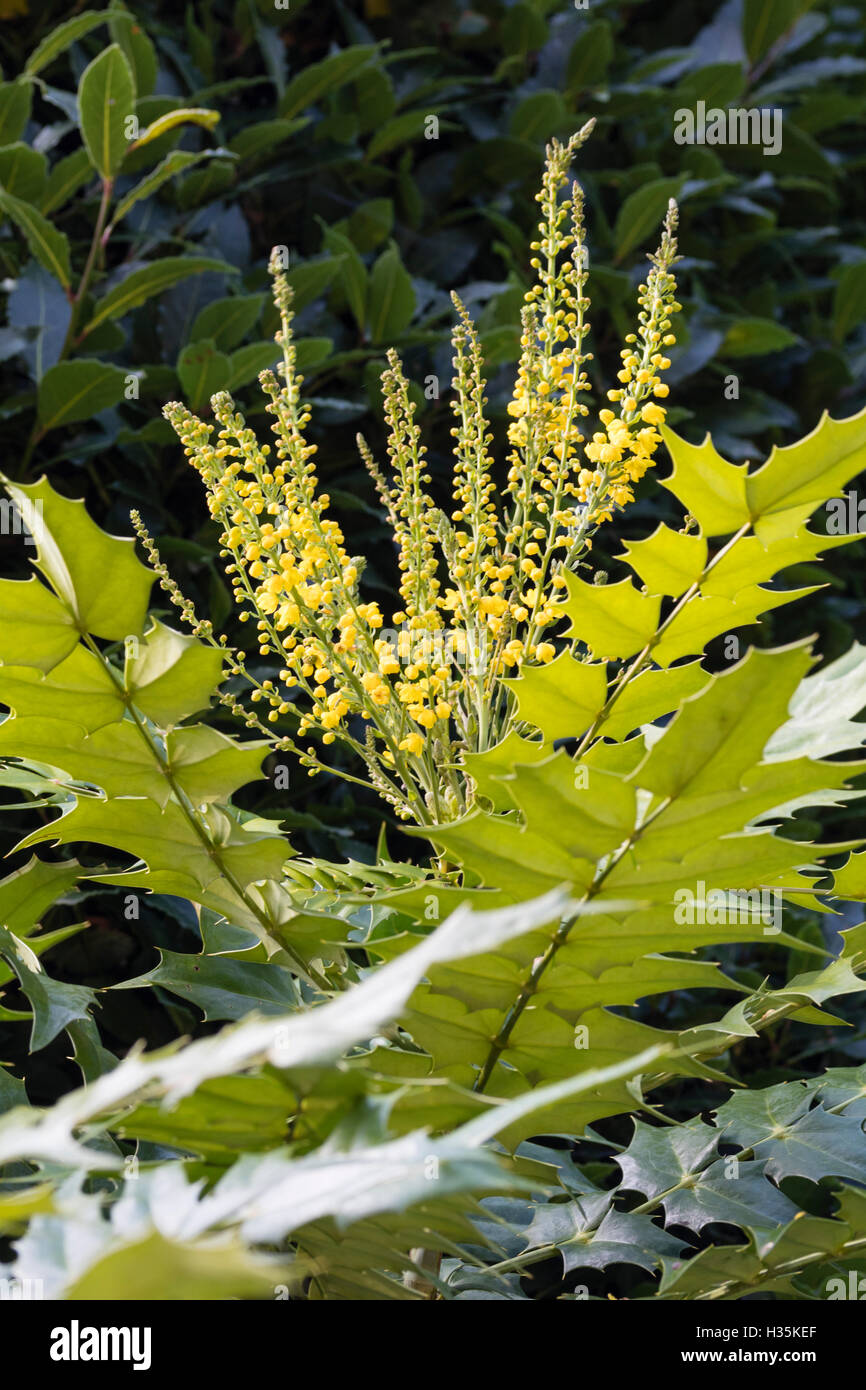 In autunno i picchi di fiori di hardy arbusto sempreverde, Mahonia x media "Lionel Fortescue' Foto Stock