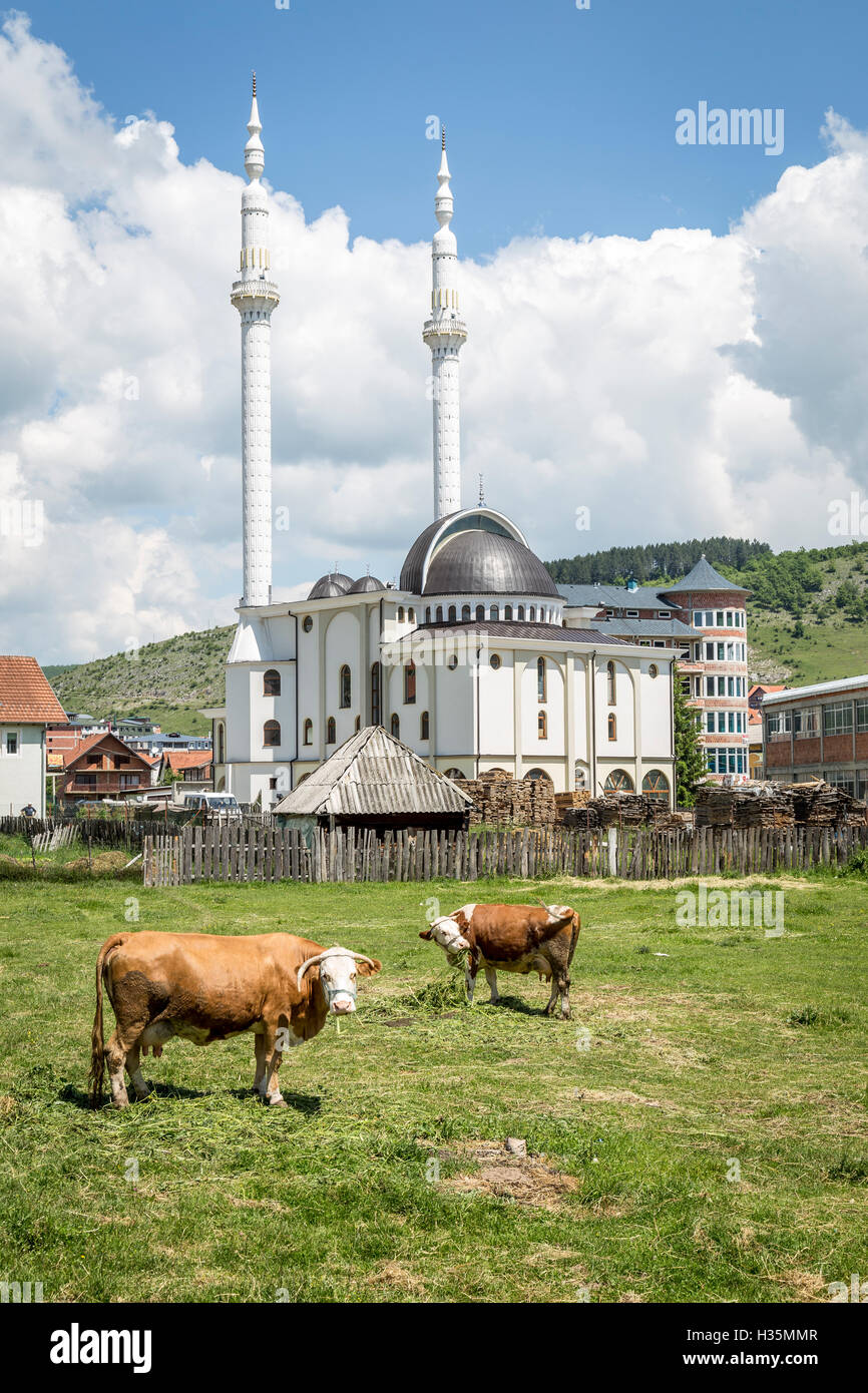 Le mucche al pascolo in un campo vicino a una recente costruzione moschea nella Serbia meridionale. Foto Stock
