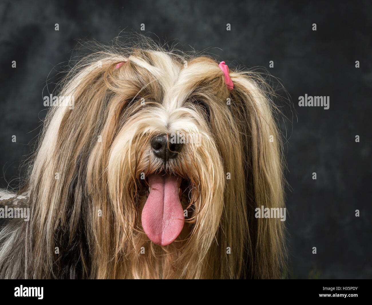 Tibetan Terrier Foto contro uno sfondo grigio Foto Stock