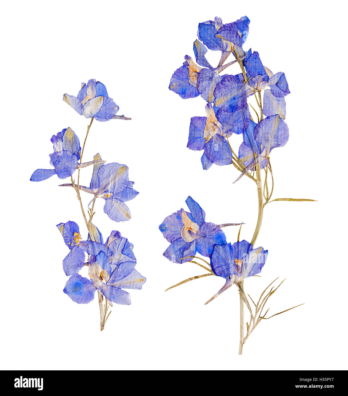 Erbario di impostare essiccati fiori pressati delphinium blu isolato Foto Stock