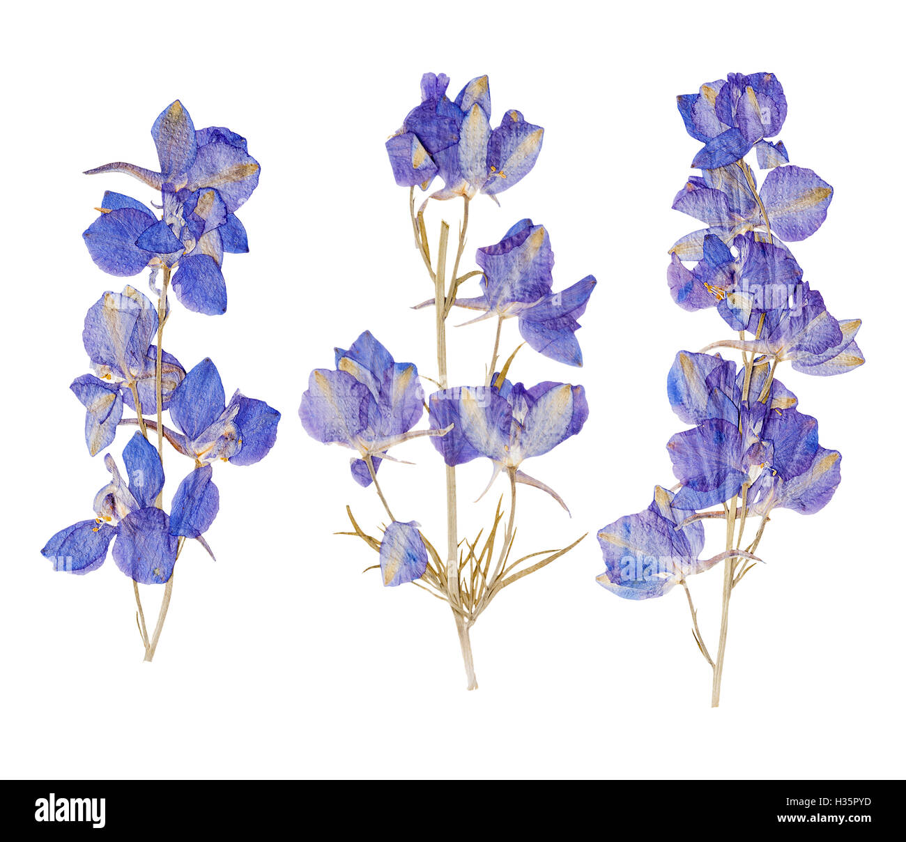 Erbario di impostare essiccati fiori pressati delphinium blu isolato Foto Stock