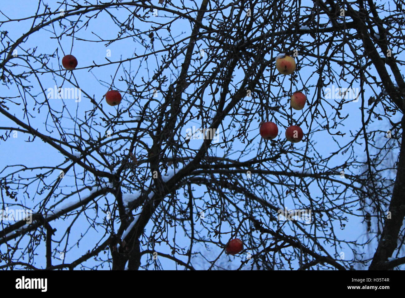 Albero della mela in inverno Foto Stock