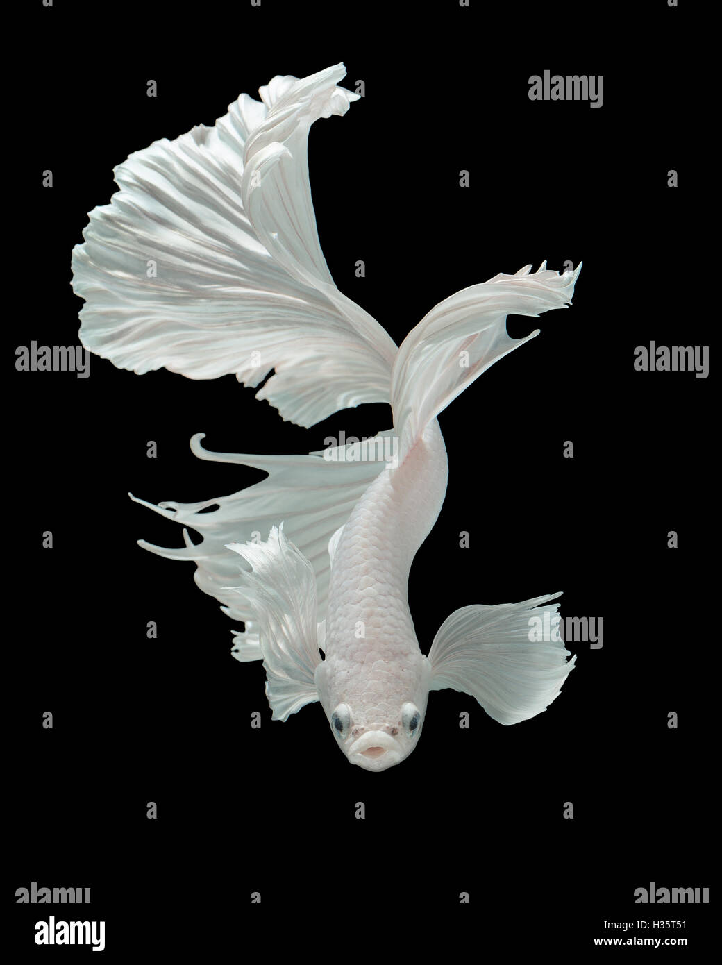 Betta pesce, siamese fighting fish 'meticcio tra la mezza luna e orecchie di elefante fins" isolato su sfondo nero bella mo Foto Stock