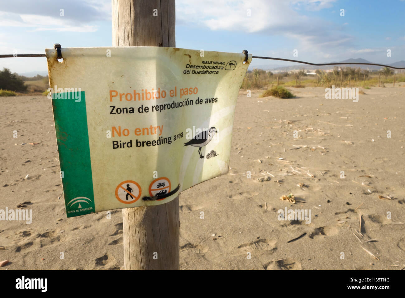 Nessuna voce segno dato, di nidificazione del Fratino, Charadrius alexandrinus sulla spiaggia, Guadalhorce Malaga. Foto Stock