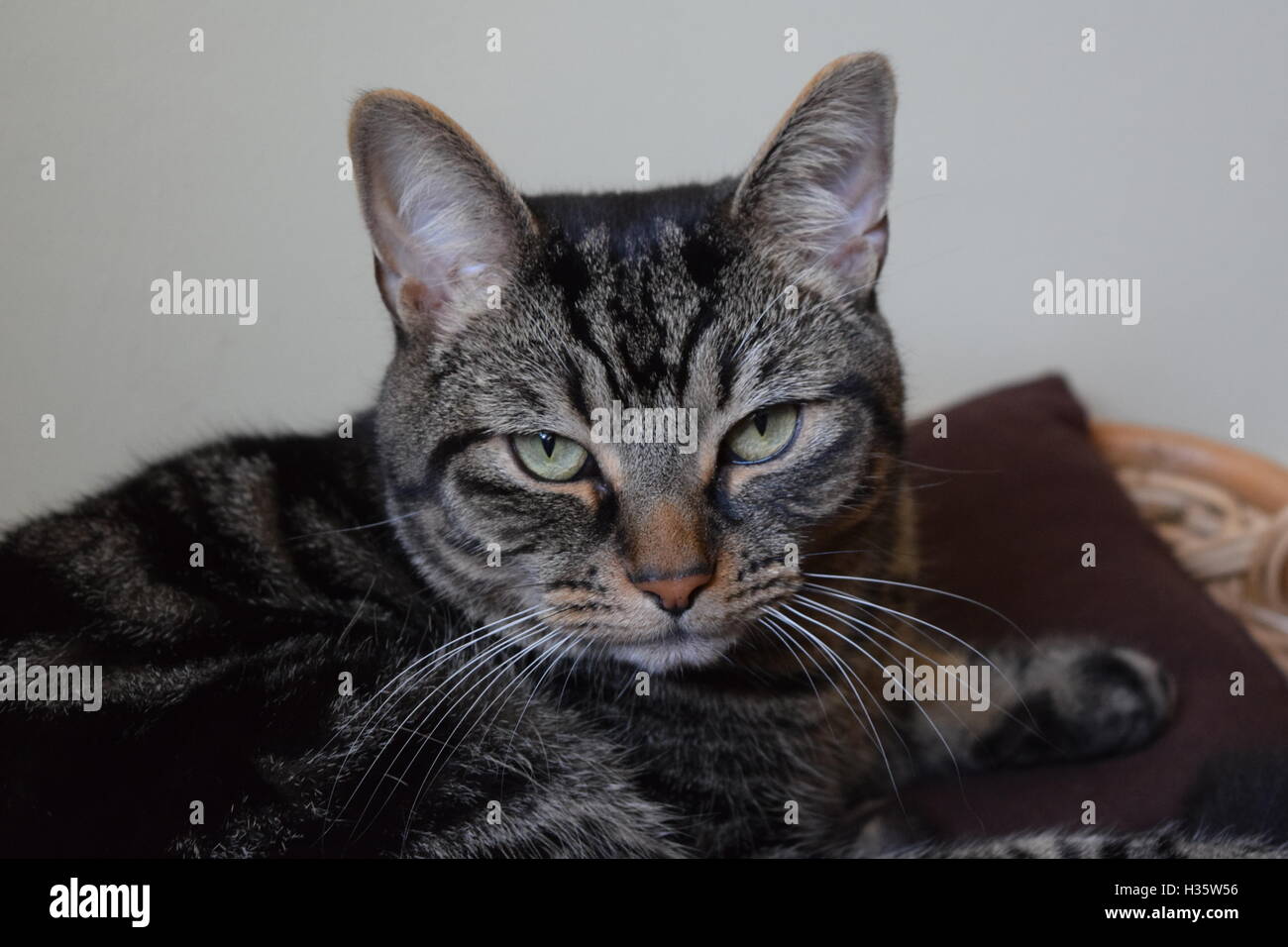 Tabby cat close up sdraiato Foto Stock