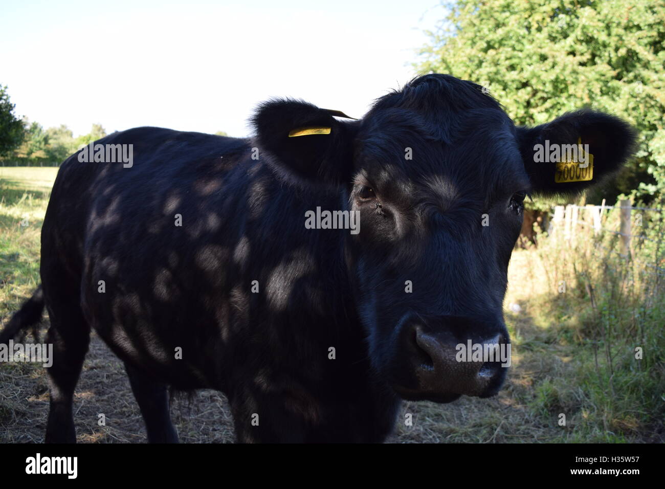 Mucca nera proveniente nella fotocamera Foto Stock