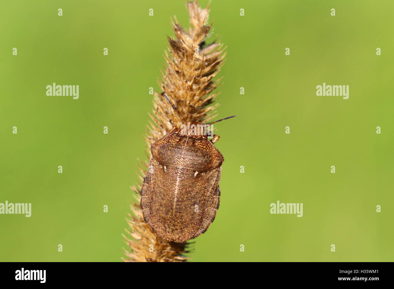 Adulto Shieldbug tartaruga Foto Stock