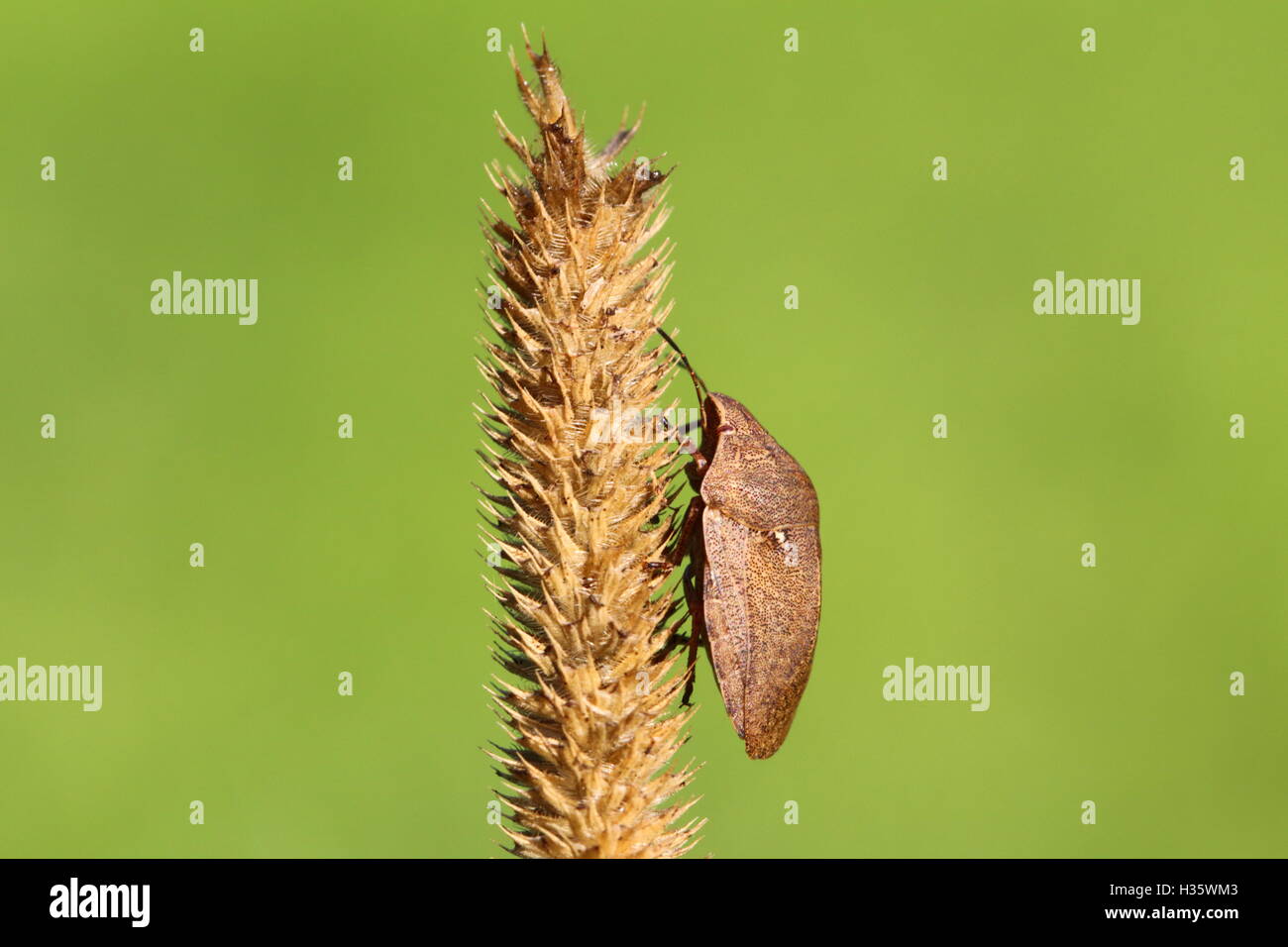 Adulto Shieldbug tartaruga Foto Stock