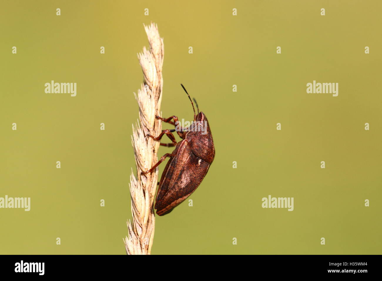 Adulto Shieldbug tartaruga (maschio) Foto Stock