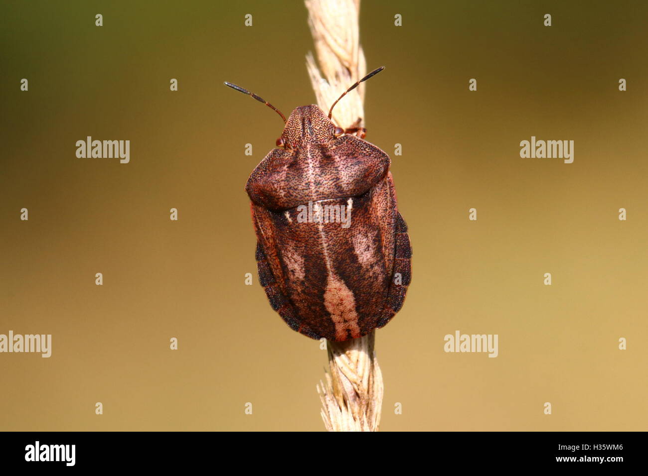 Adulto Shieldbug tartaruga (maschio) Foto Stock