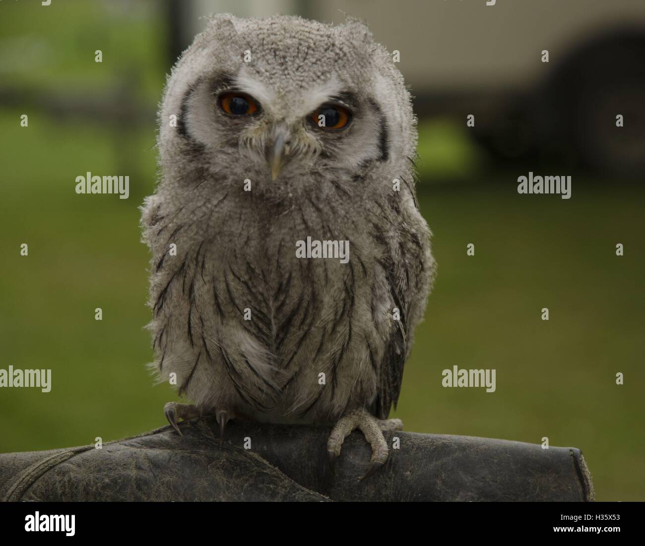 Baby owl il guanto di sfida Foto Stock