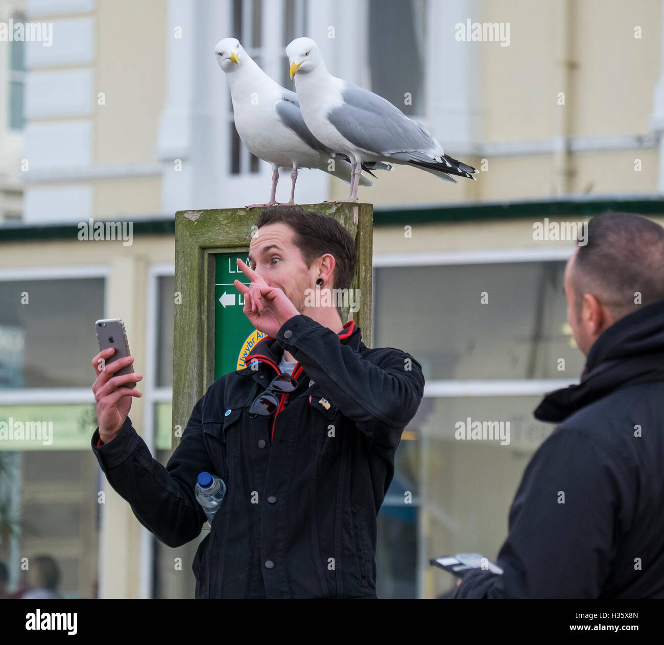 L'uomo prendendo un selfie guardato da due gabbiani reali a Llandudno, Wales, Regno Unito Foto Stock