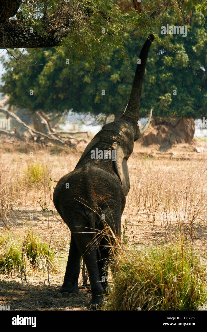 Giovane elefante, Loxodonta africana di raggiungere con tronco per arrivare a foglie verdi. Parco Nazionale di Mana Pools. Zimbabwe Foto Stock