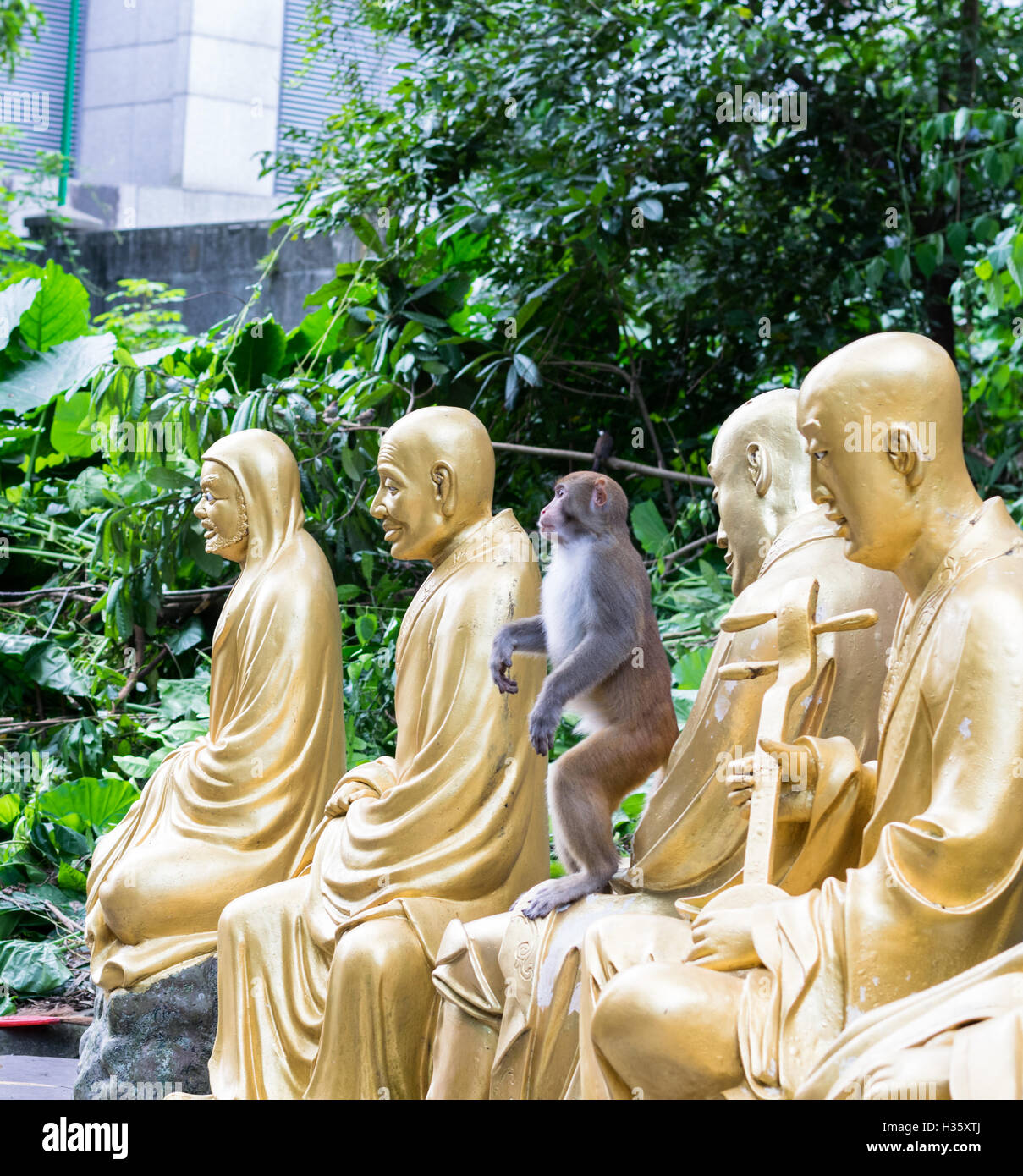 Wild macaco rhesus tra statue a Diecimila Buddha Monastero di Hong Kong Foto Stock