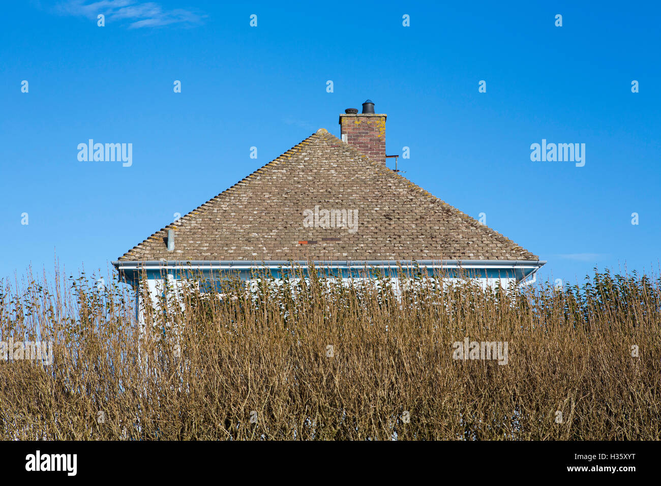 Una casa nascosta dietro una siepe di grandi dimensioni con il tetto che mostra al sole. Foto Stock
