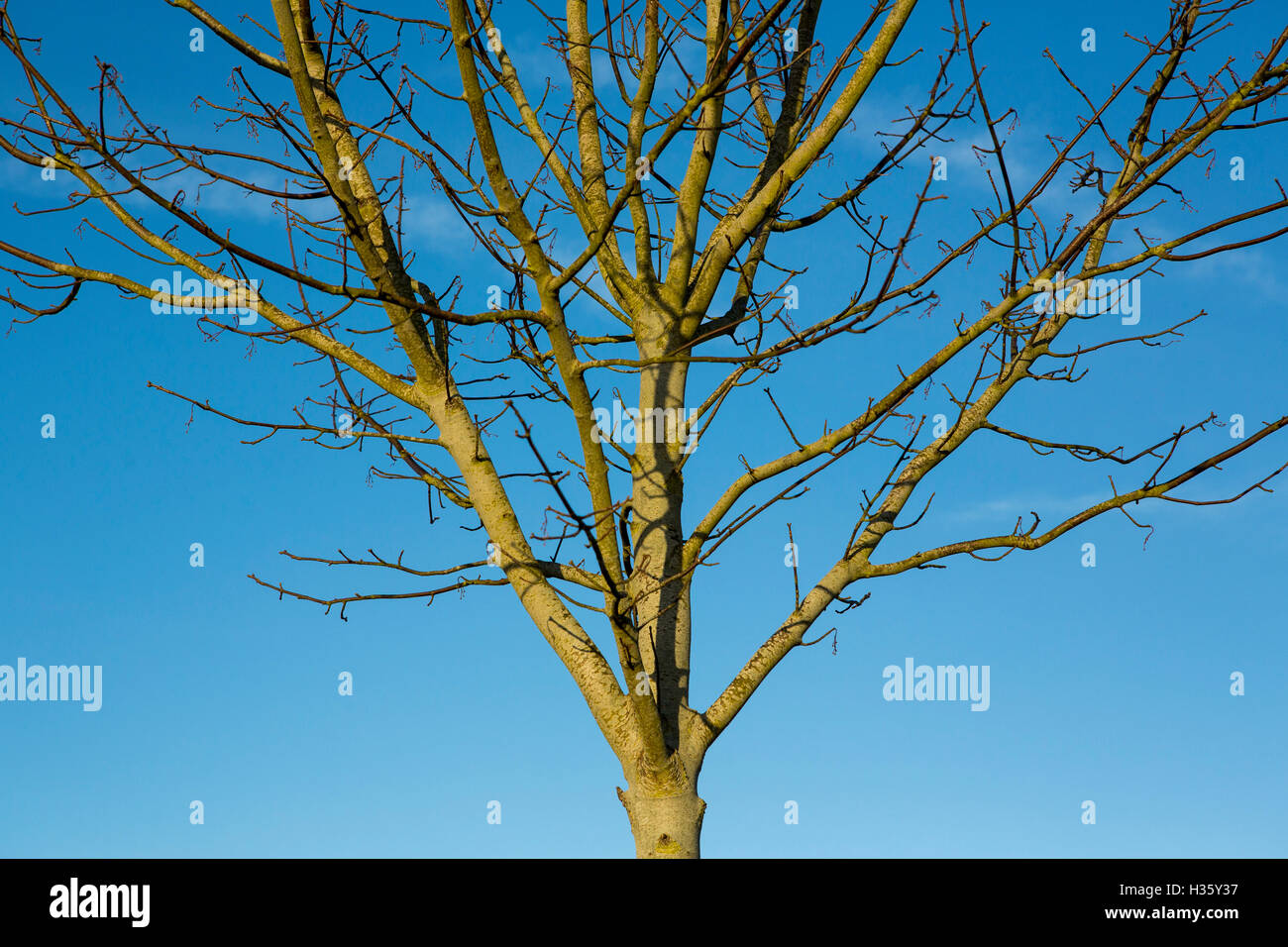 Corteccia di alberi in inverno il sole. Foto Stock