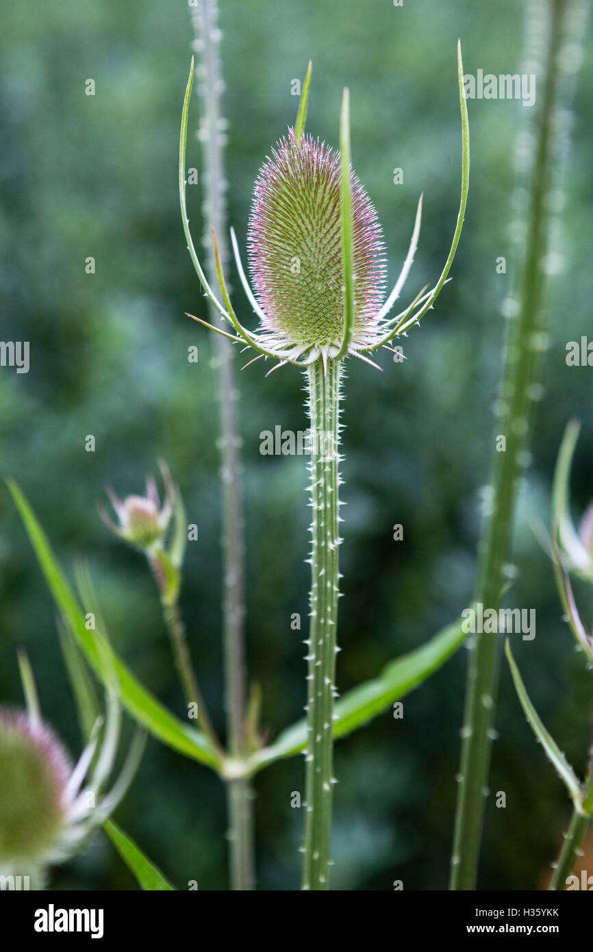 La pioggia della mattina presto cade su una pianta selvaggia del teasel. Foto Stock