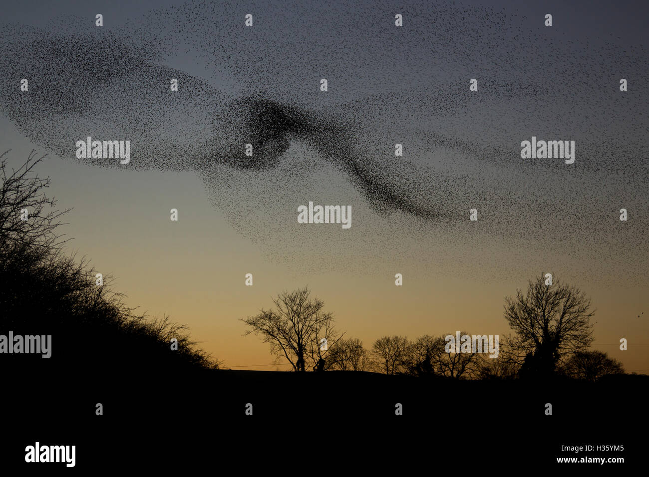 Comune gregge Starling ,Sturnus vulgaris, in Westbury, Shropshire, Regno Unito Foto Stock