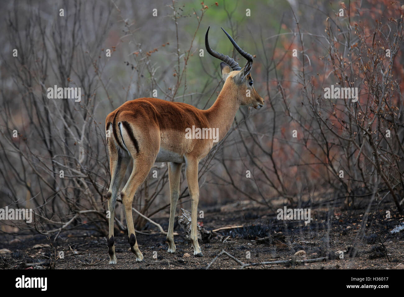 Impala (Aepyceros melampus) nella spazzola bruciato Kruger National Park, Sud Africa Foto Stock
