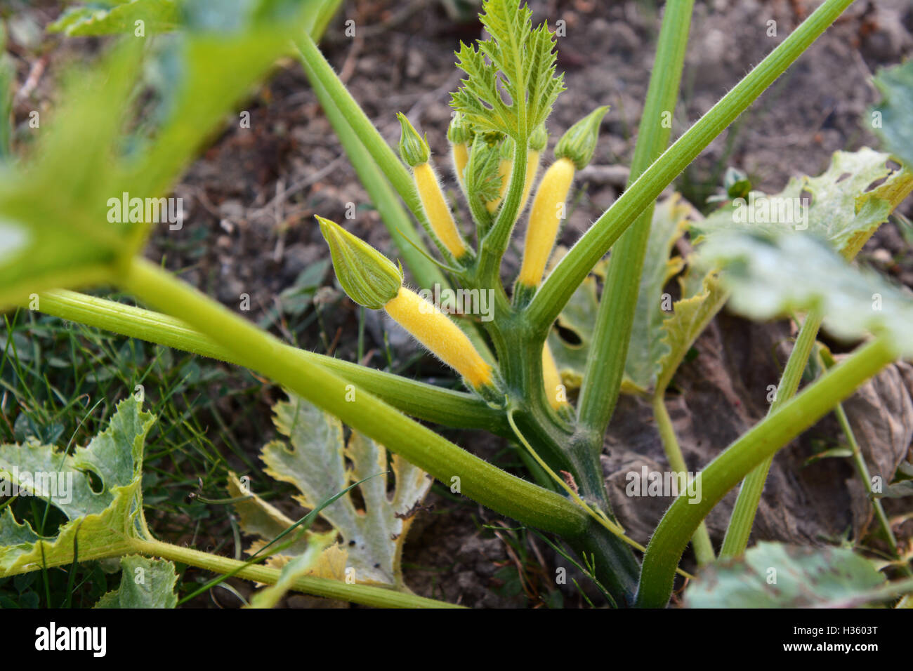 Più giallo estate squash iniziano a crescere su una bussola zucchina impianto in un orto Foto Stock