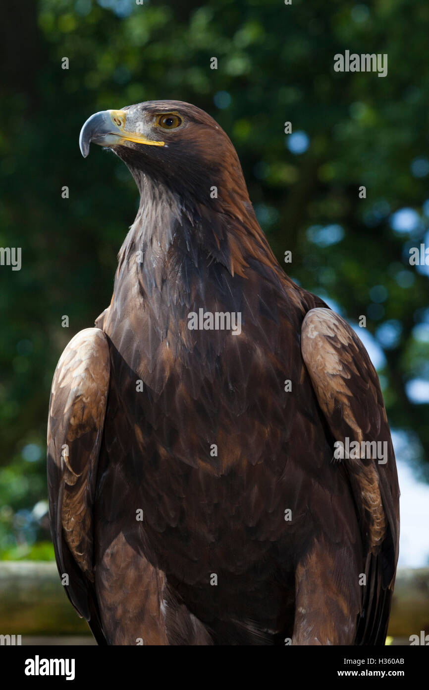 Un grande uccello di preda (un'aquila?) Seduto in una filiale in un centro di falconeria nel Regno Unito Foto Stock