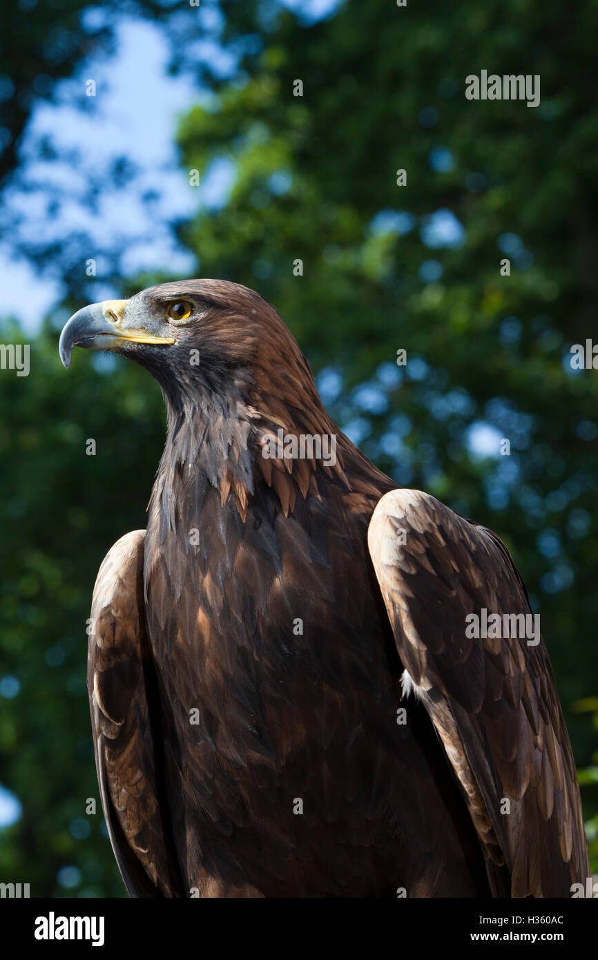Un grande uccello di preda (un'aquila?) Seduto in una filiale in un centro di falconeria nel Regno Unito Foto Stock