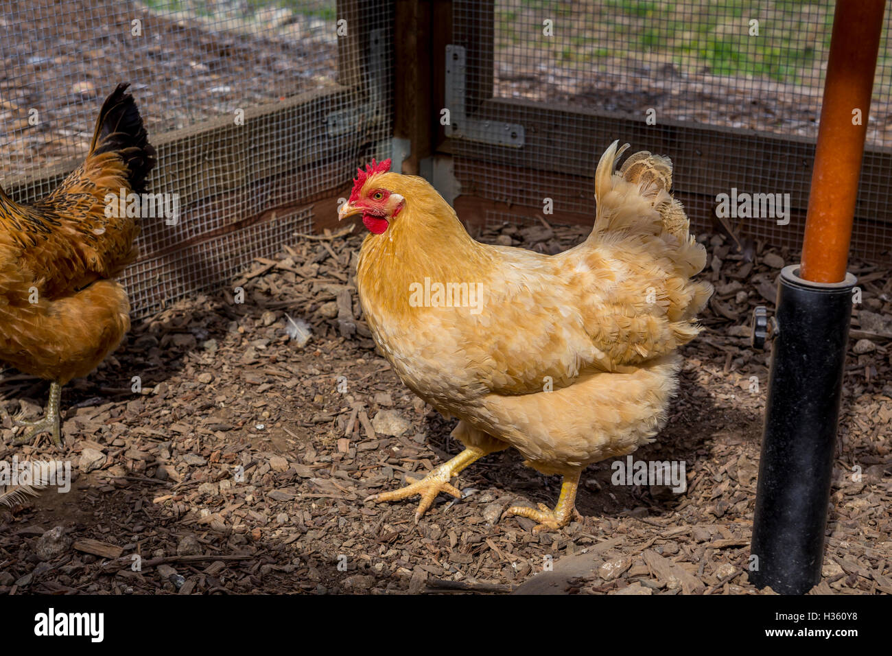 Polli, B nelle cantine dei vigneti e della cantina, Oakville, la Valle di Napa NAPA County, California, Stati Uniti, America del Nord Foto Stock