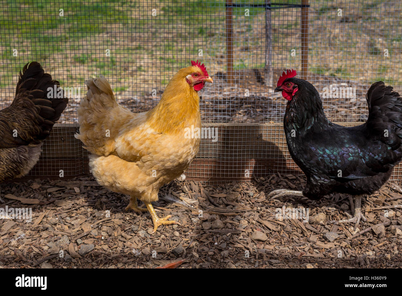 Polli, B nelle cantine dei vigneti e della cantina, Oakville, la Valle di Napa NAPA County, California, Stati Uniti, America del Nord Foto Stock