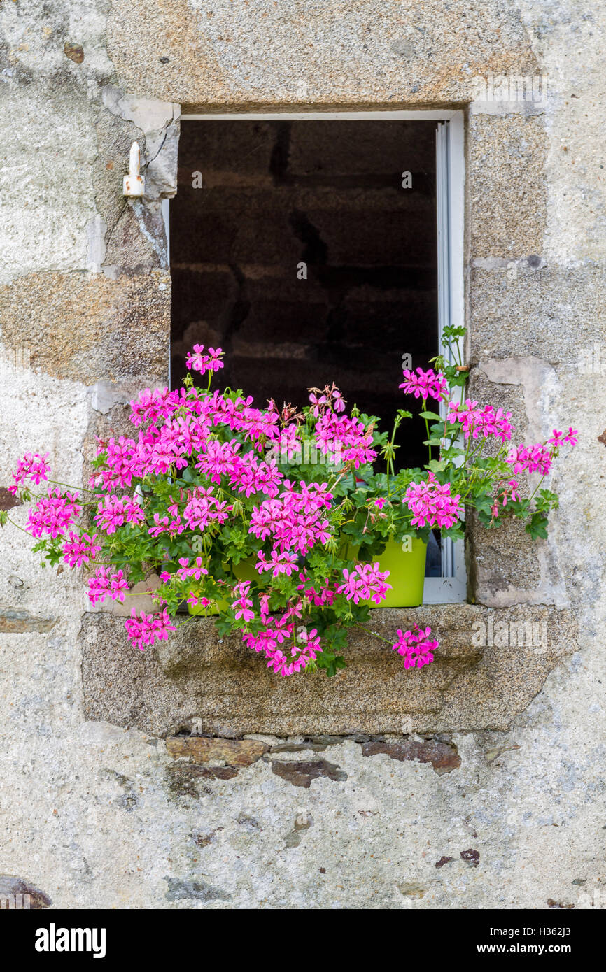 Coloratissimi gerani rosa medicazione davanzale nel vecchio edificio tradizionale Foto Stock