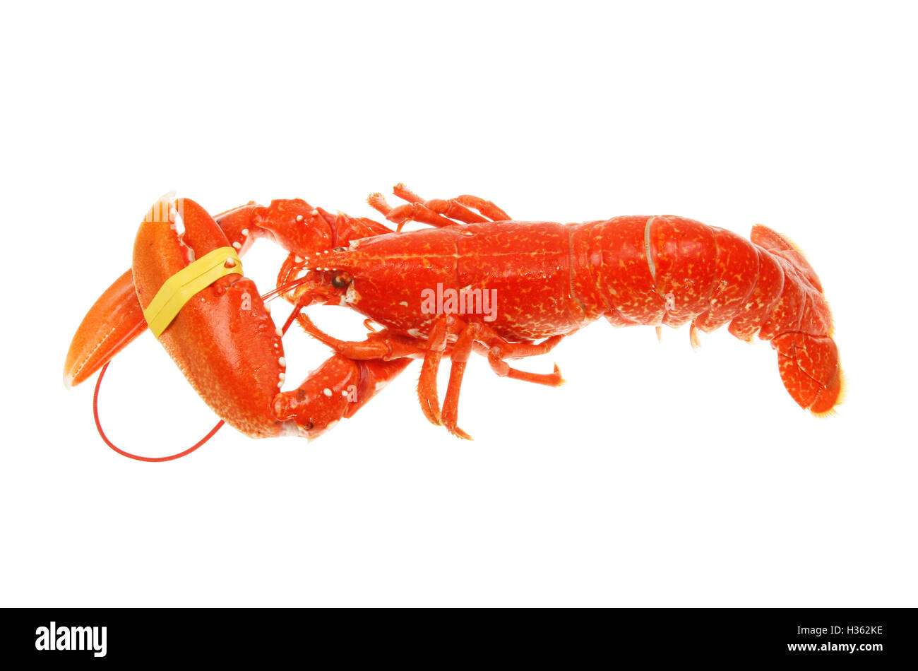 Tutto a base di aragosta cotta isolata contro bianco Foto Stock
