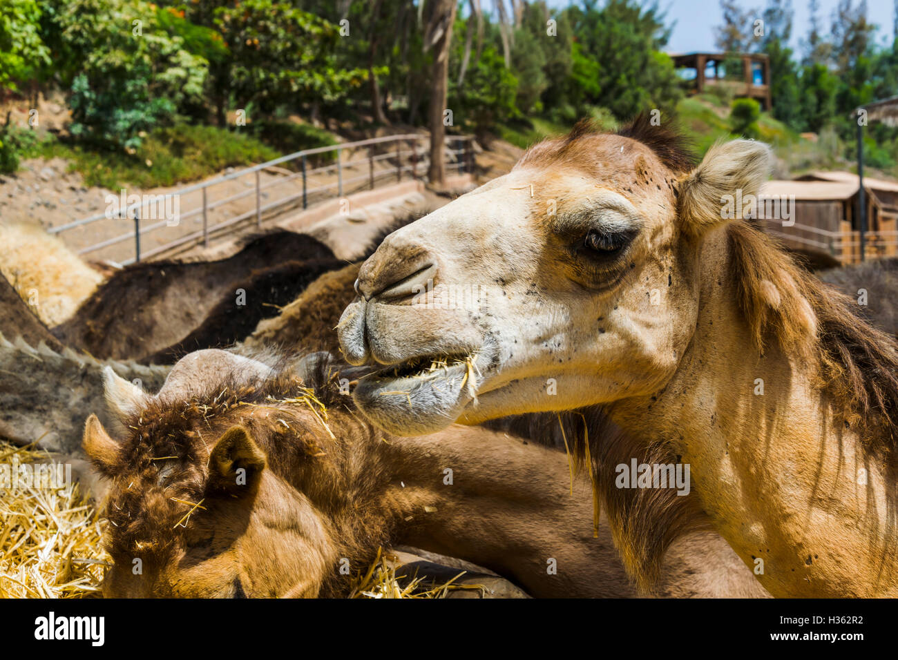 La faccia di un simpatico spotted cammello con un occhio azzurro mangiare alcuni fieno in un spanisch zoo. Un molto speciale creatura con differenti co Foto Stock