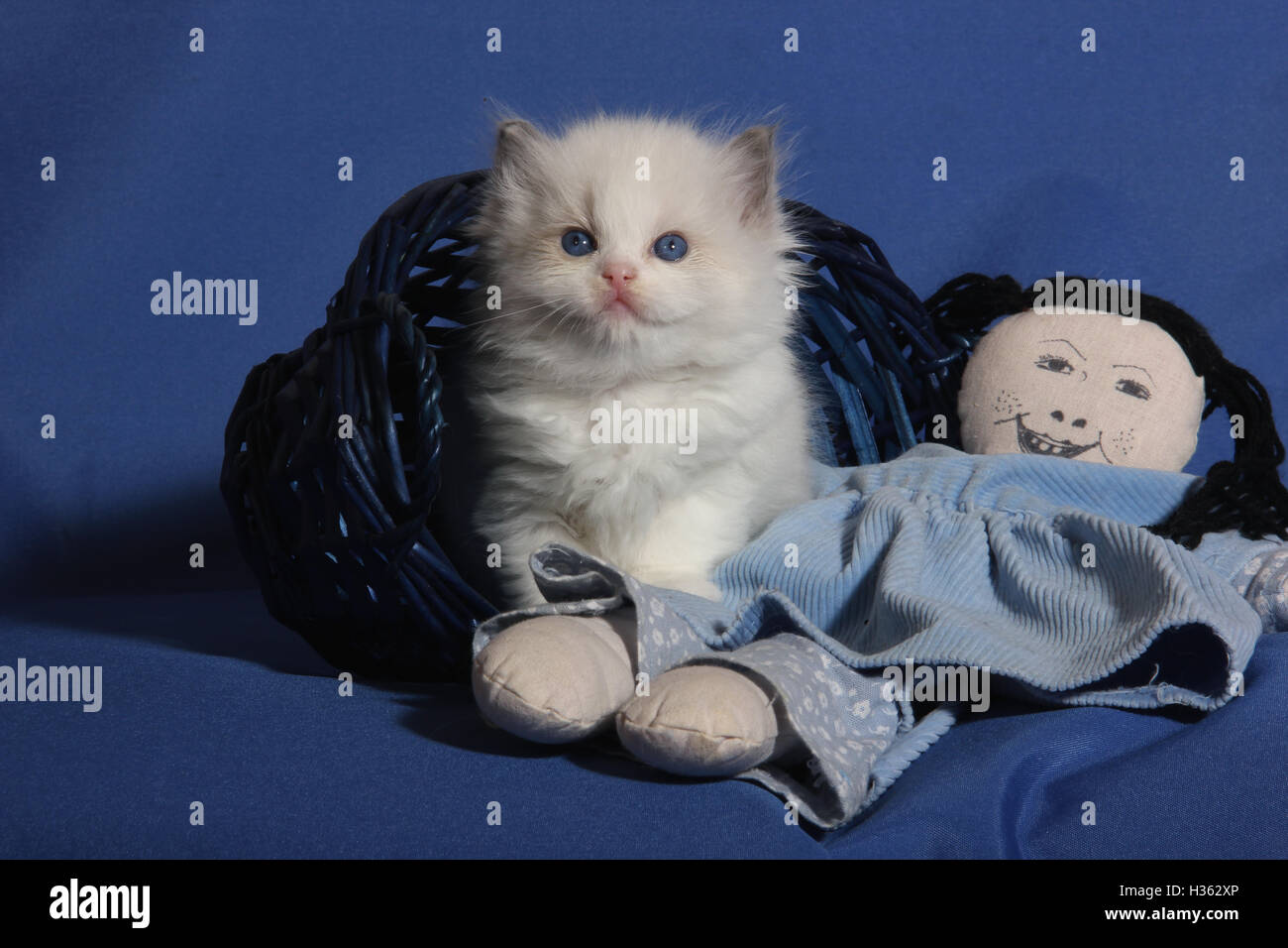 Gattini ragdoll, 5 settimane di età, seduti in un cestello di blu con una bambola Foto Stock