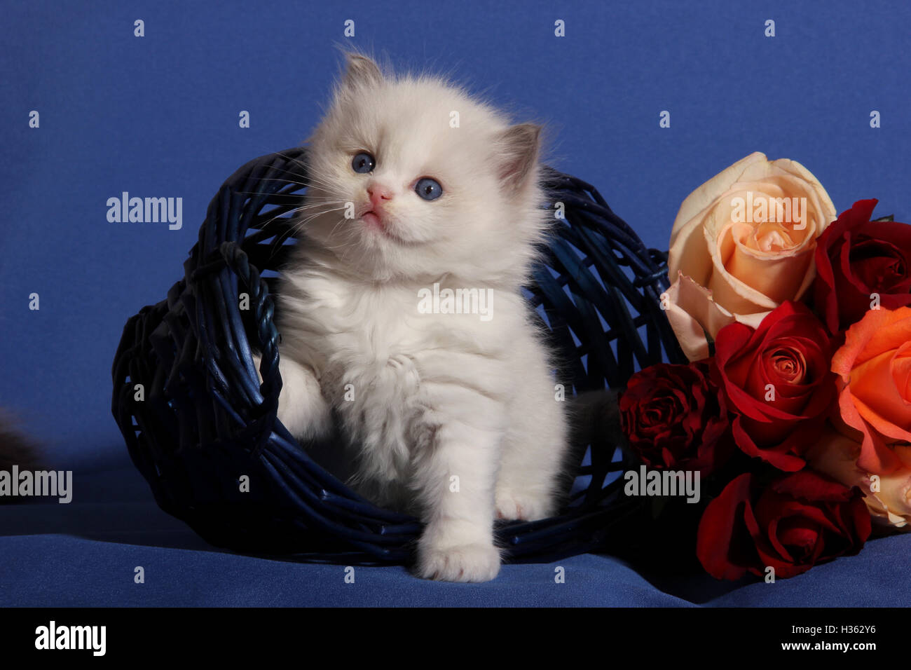 Gattini ragdoll, 5 settimane di età, seduti in un cestello di blu con rose Foto Stock